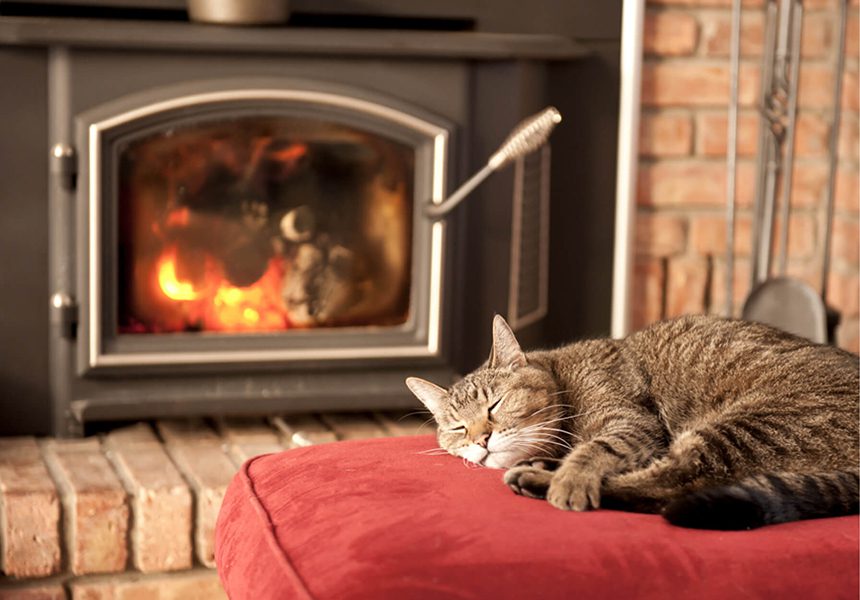 Cat in front of fire